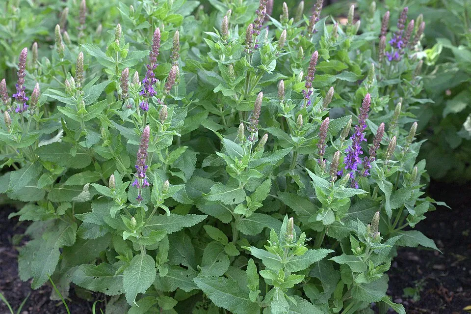 Ligeti zsálya / Salvia nemorosa 'Blue by You'