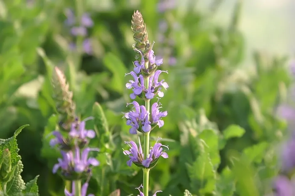Ligeti zsálya / Salvia nemorosa 'Blue by You'