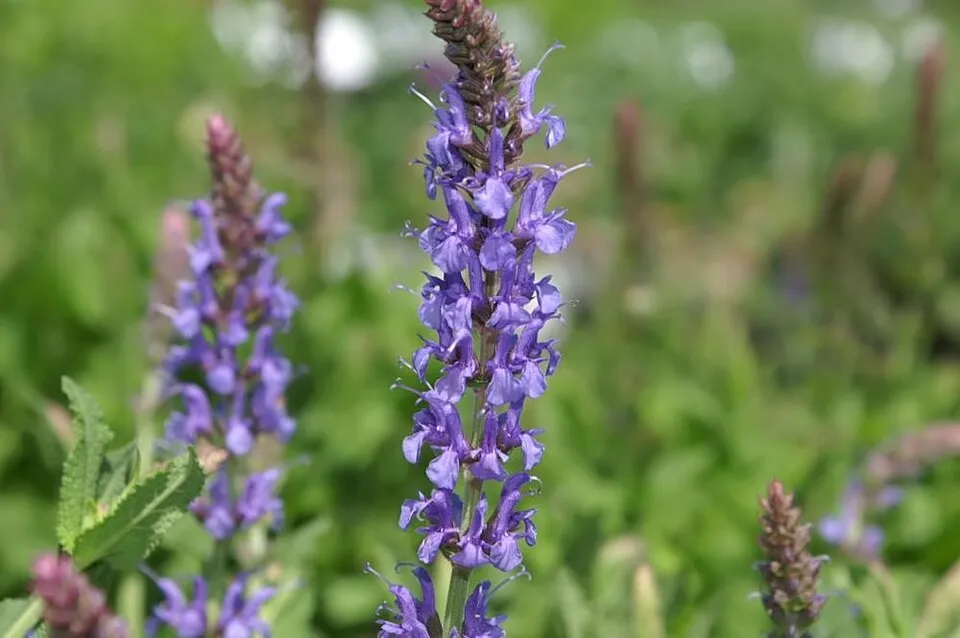 Ligeti zsálya / Salvia nemorosa 'Blue by You'