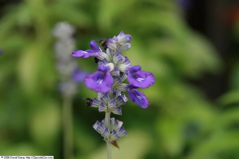 Ligeti zsálya / Salvia nemorosa 'Blue by You'