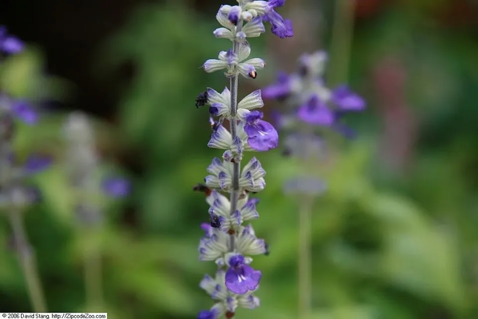 Ligeti zsálya / Salvia nemorosa 'Blue by You'