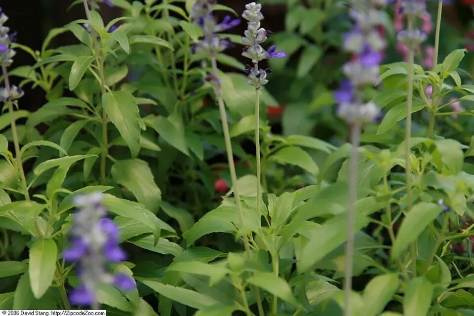 Ligeti zsálya / Salvia nemorosa 'Blue by You'