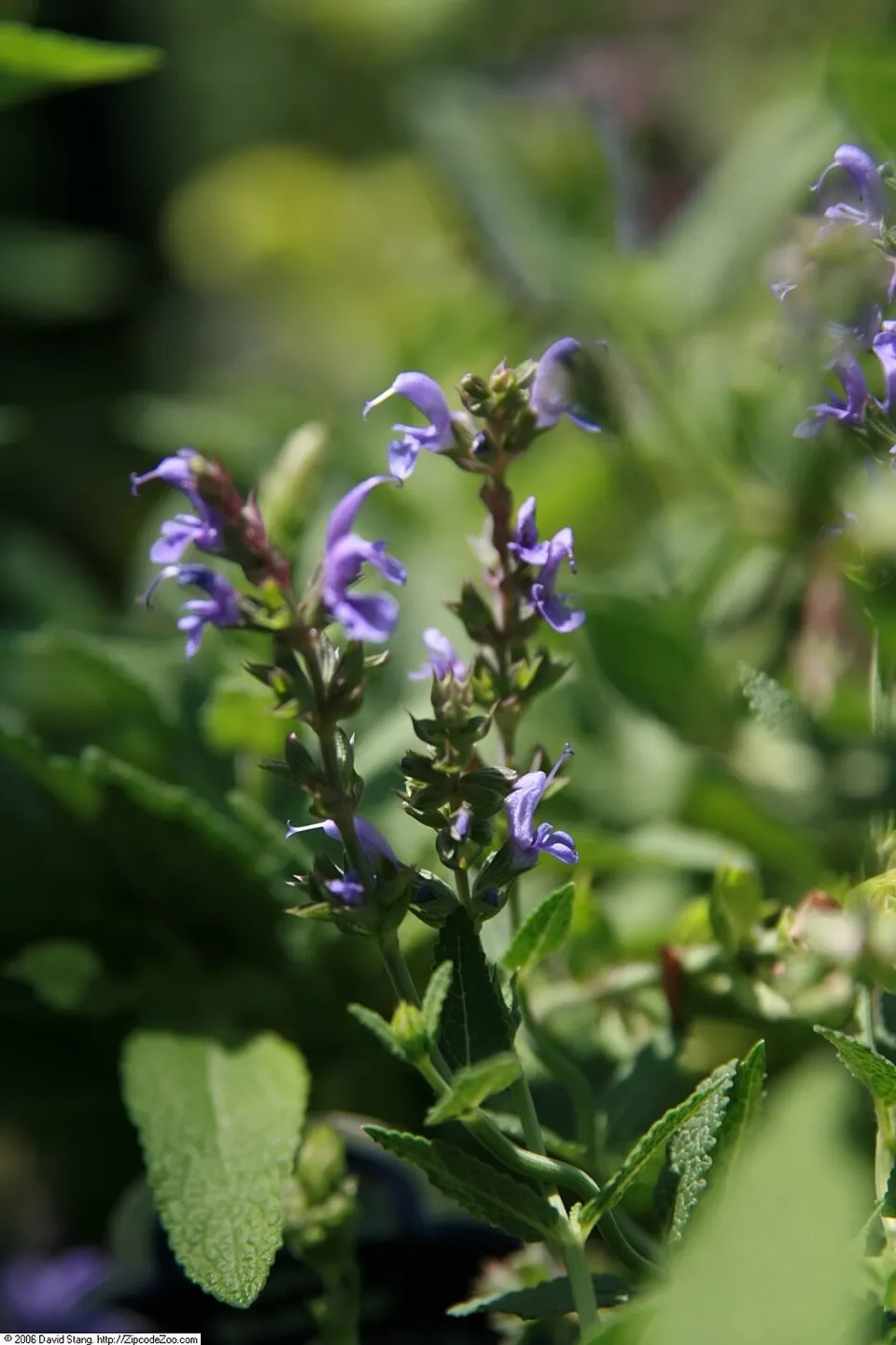 Ligeti zsálya / Salvia nemorosa 'Blue by You'