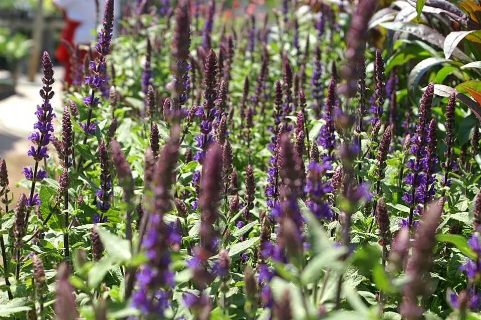 Ligeti zsálya / Salvia nemorosa 'Caradonna'