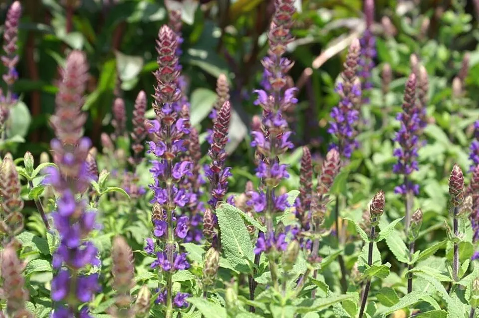 Ligeti zsálya / Salvia nemorosa 'Caradonna'