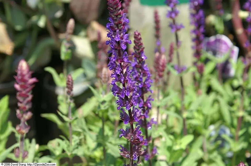 Ligeti zsálya / Salvia nemorosa 'Caradonna'
