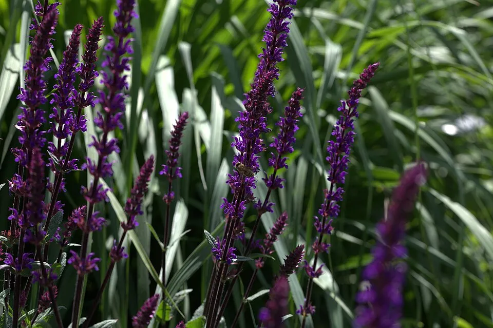 Ligeti zsálya / Salvia nemorosa 'Caradonna'