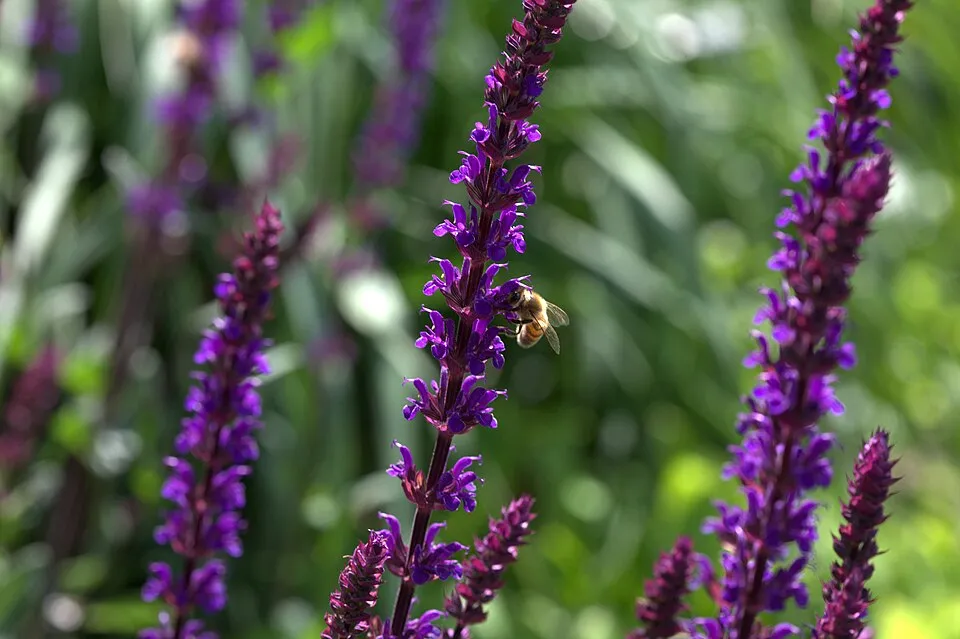 Ligeti zsálya / Salvia nemorosa 'Caradonna'