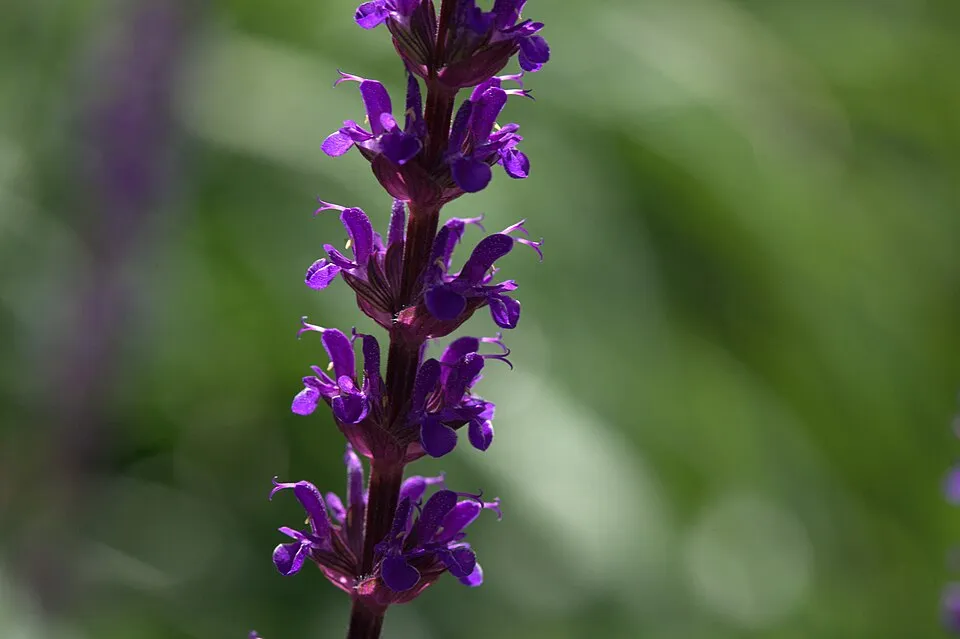 Ligeti zsálya / Salvia nemorosa 'Caradonna'