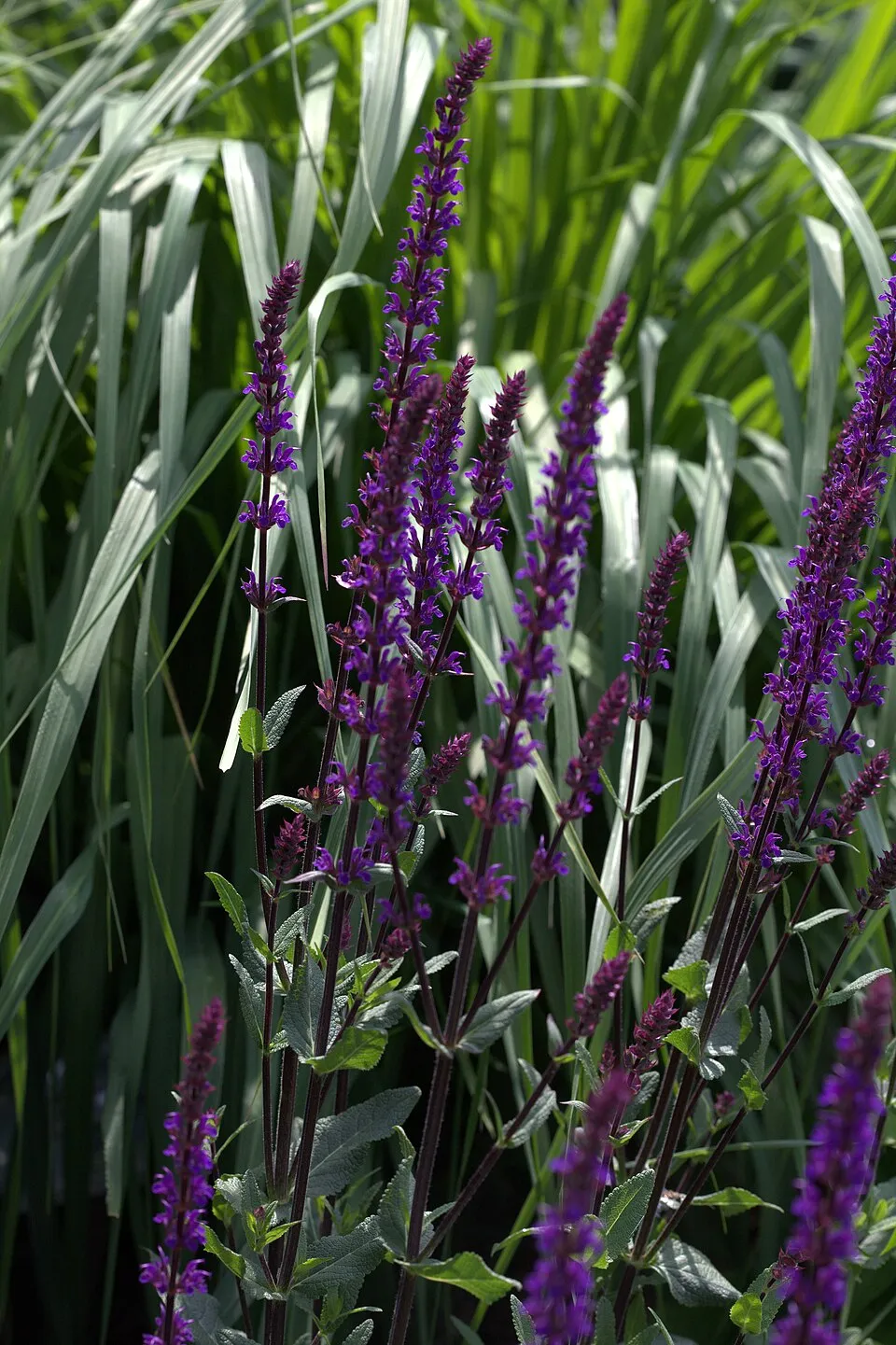 Ligeti zsálya / Salvia nemorosa 'Caradonna'