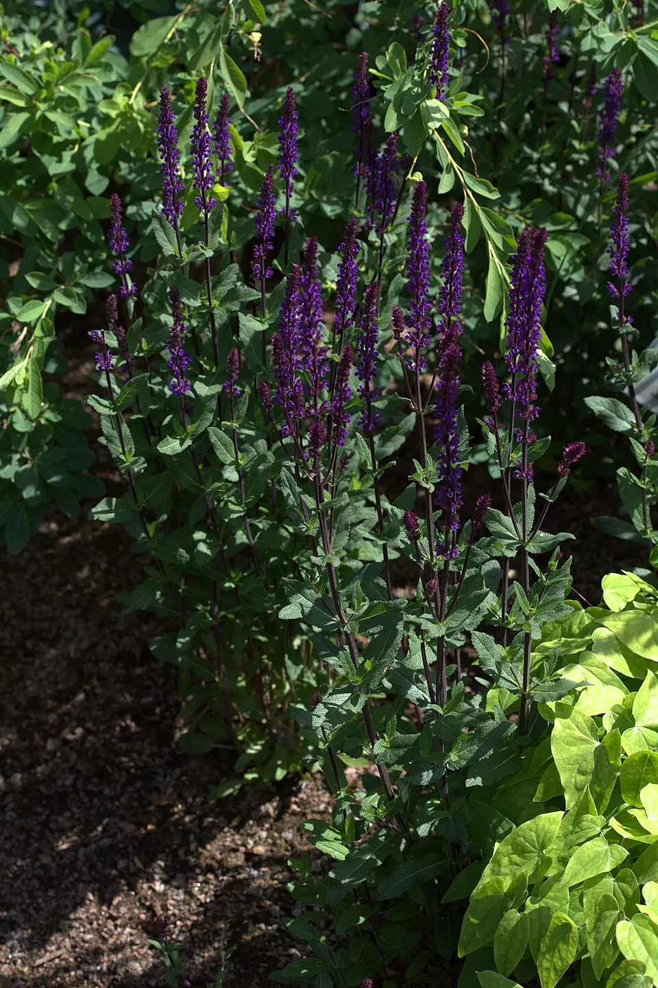 Ligeti zsálya / Salvia nemorosa 'Caradonna'