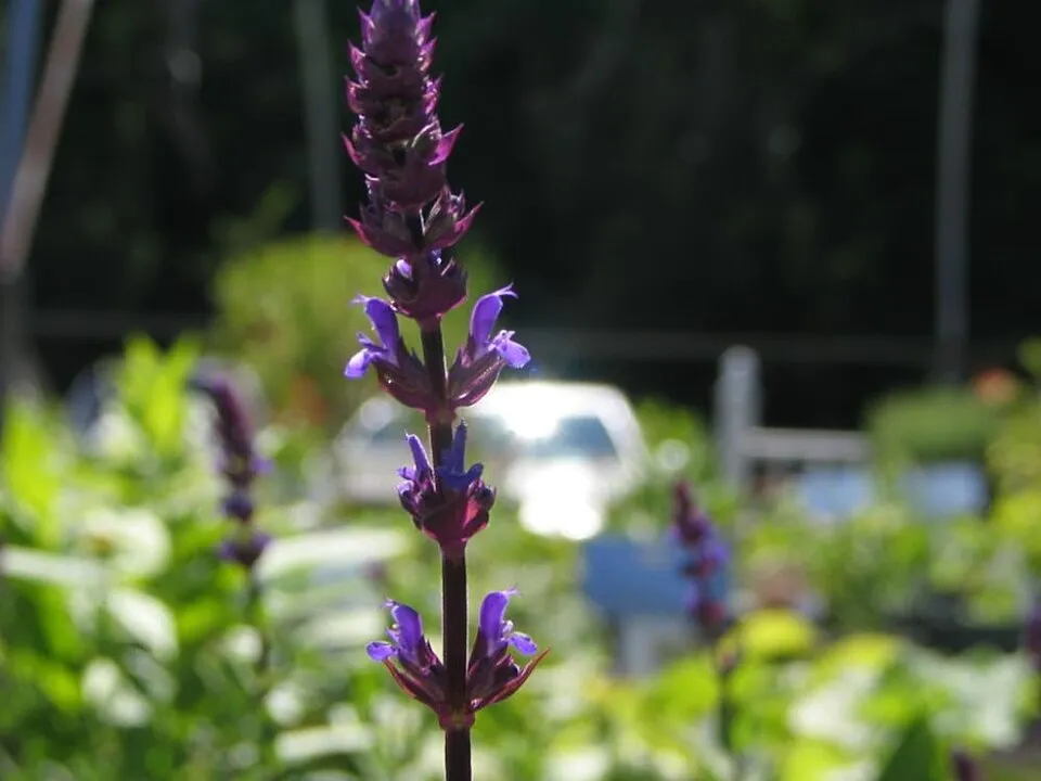 Ligeti zsálya / Salvia nemorosa 'Caradonna'