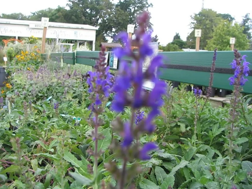 Ligeti zsálya / Salvia nemorosa 'Caradonna'