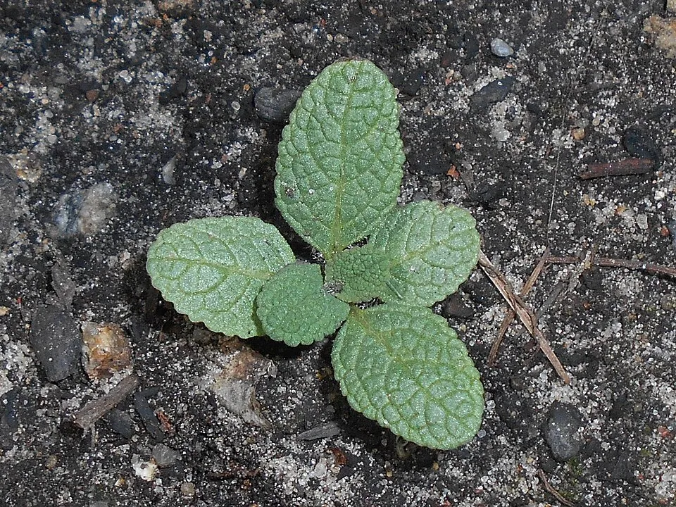 Ligeti zsálya / Salvia nemorosa 'Sensation Medium White"