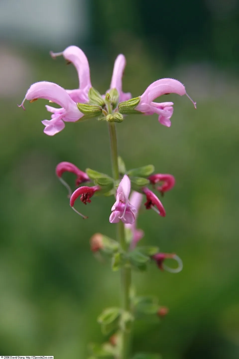 Ligeti zsálya / Salvia nemorosa 'Sensation Medium White"