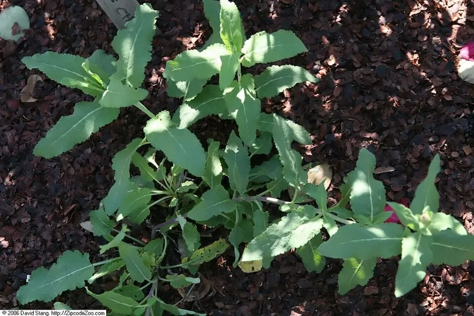 Ligeti zsálya / Salvia nemorosa 'Sensation Medium White"