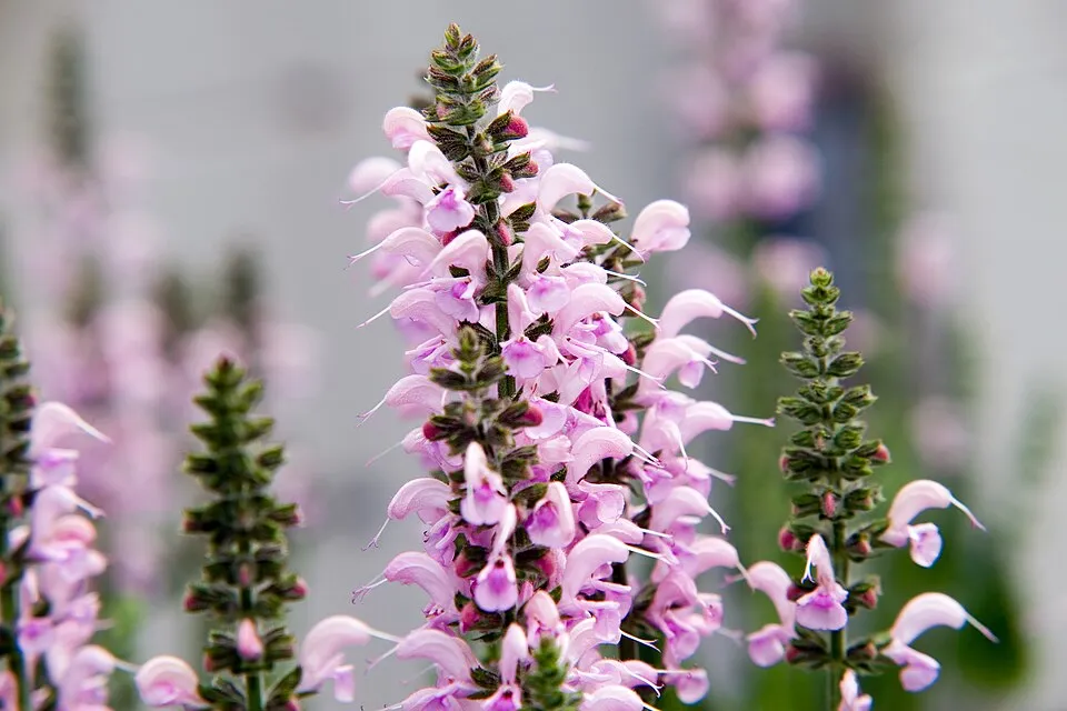 Ligeti zsálya / Salvia nemorosa 'Sensation Medium White"