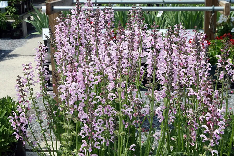 Ligeti zsálya / Salvia nemorosa 'Sensation Medium White"