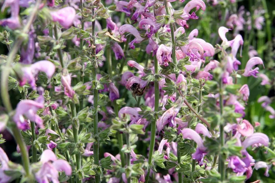 Ligeti zsálya / Salvia nemorosa 'Sensation Medium White"