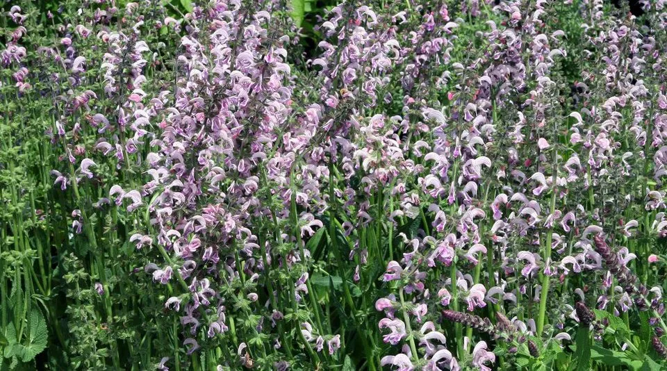 Ligeti zsálya / Salvia nemorosa 'Sensation Medium White"