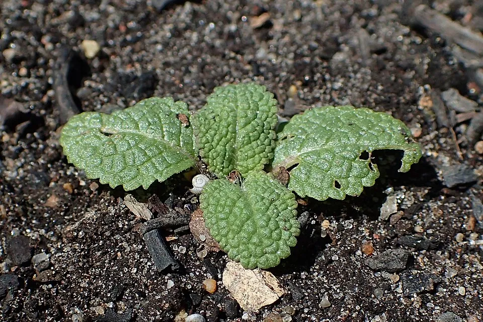 Ligeti zsálya / Salvia nemorosa 'Sensation Medium White"