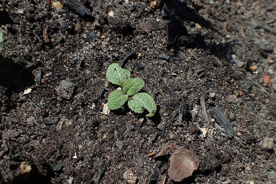 Ligeti zsálya / Salvia nemorosa 'Sensation Medium White"