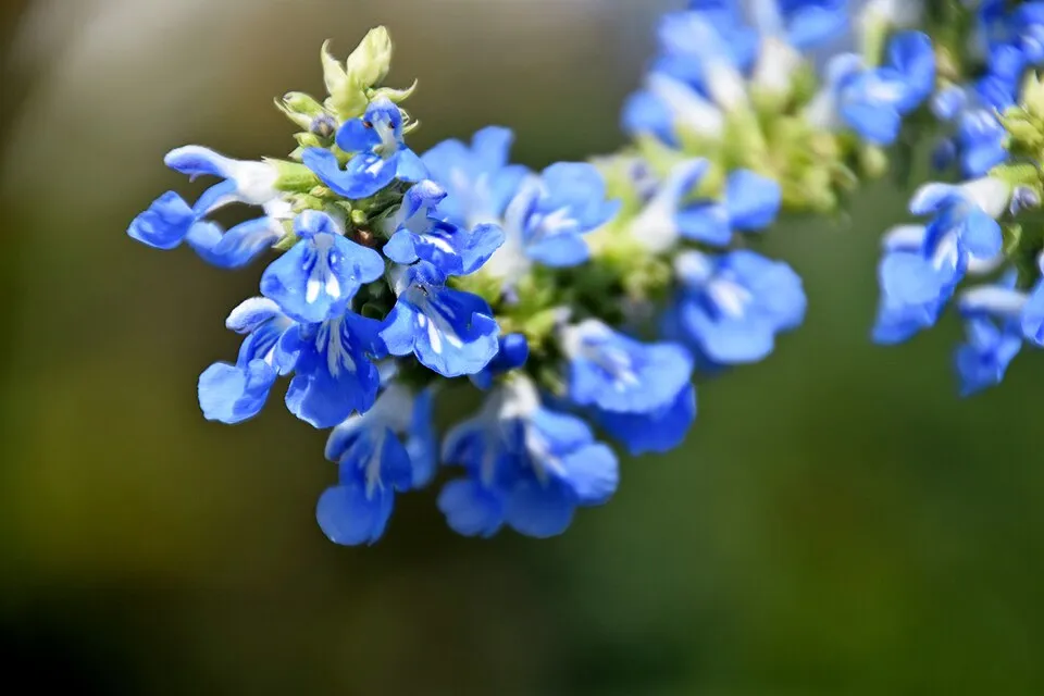 Mocsári zsálya / Salvia uliginosa