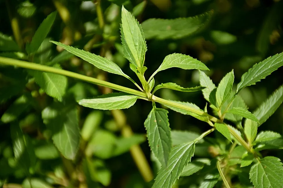Mocsári zsálya / Salvia uliginosa