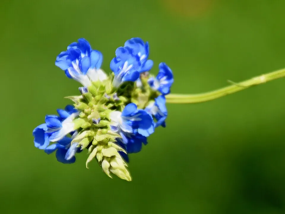 Mocsári zsálya / Salvia uliginosa