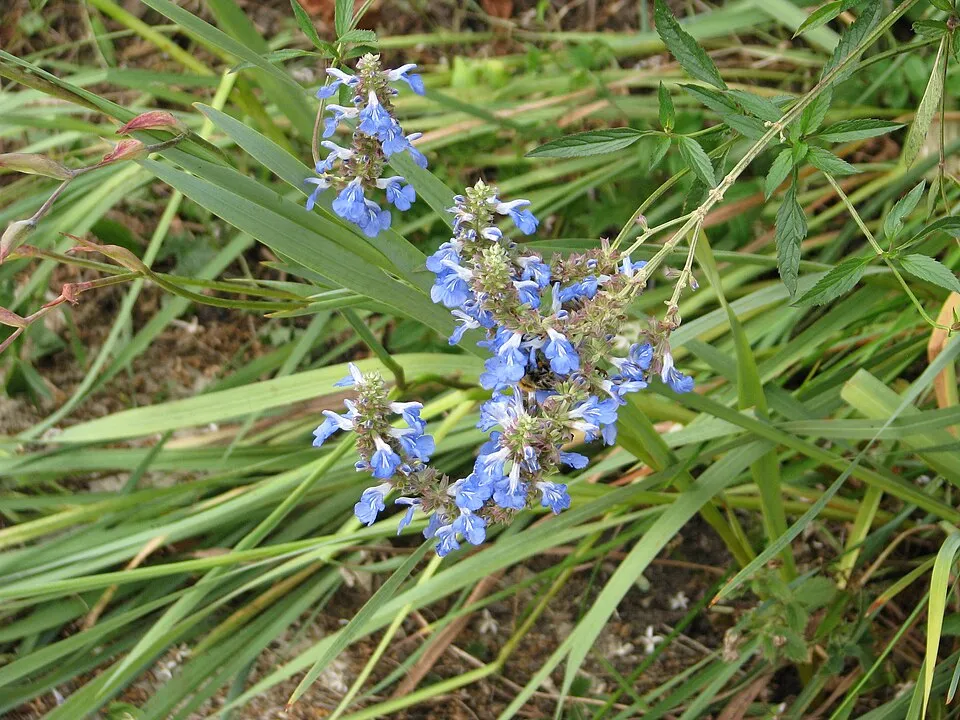 Mocsári zsálya / Salvia uliginosa