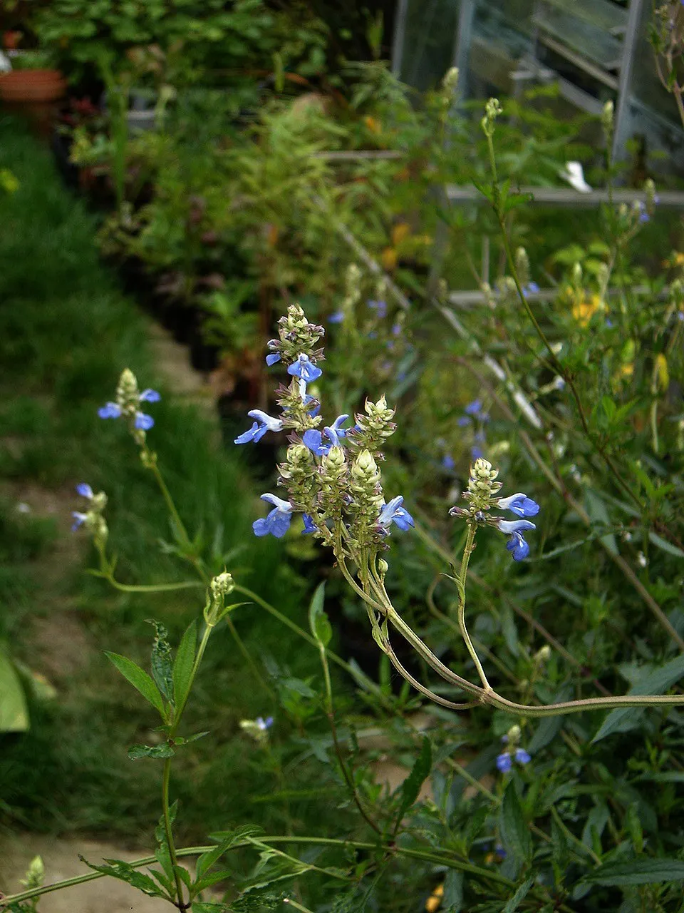Mocsári zsálya / Salvia uliginosa