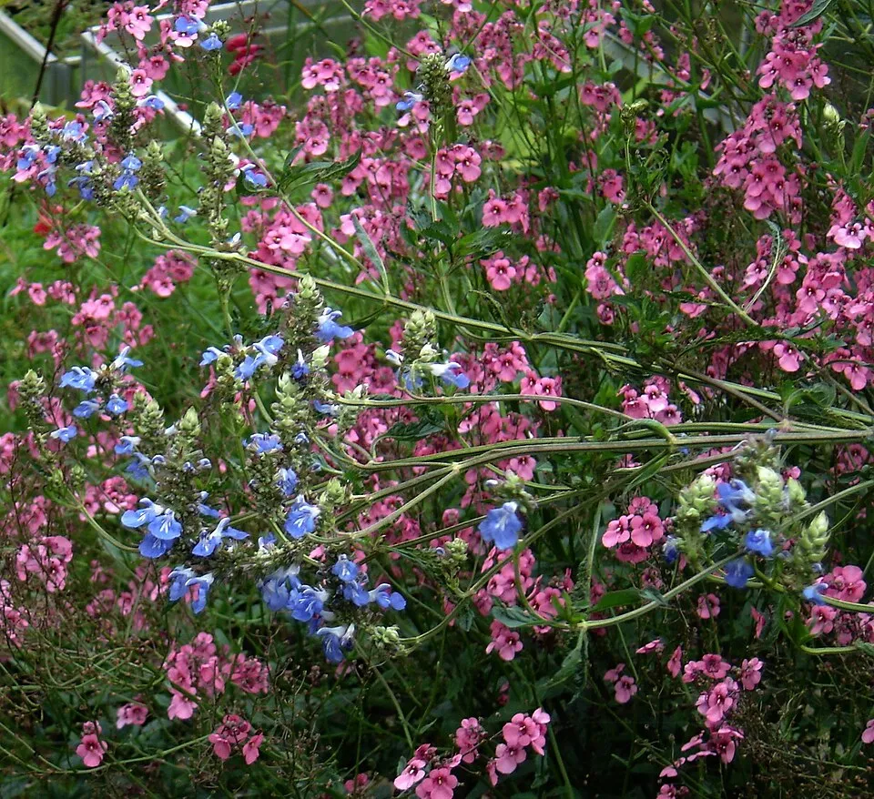 Mocsári zsálya / Salvia uliginosa