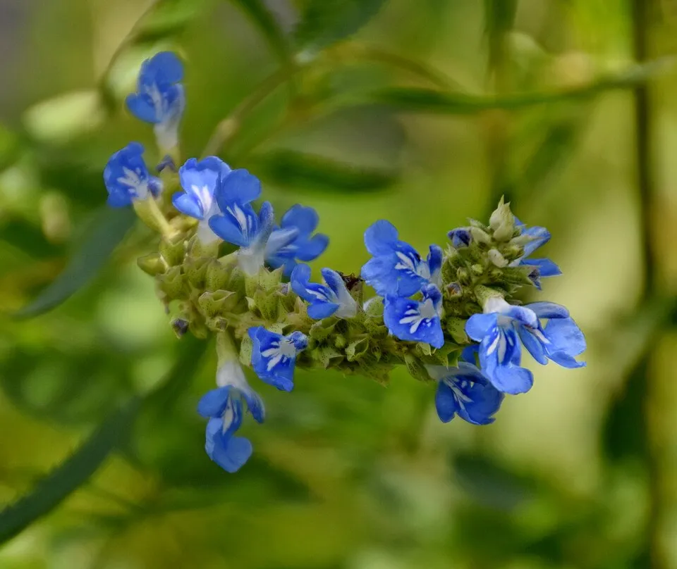 Mocsári zsálya / Salvia uliginosa