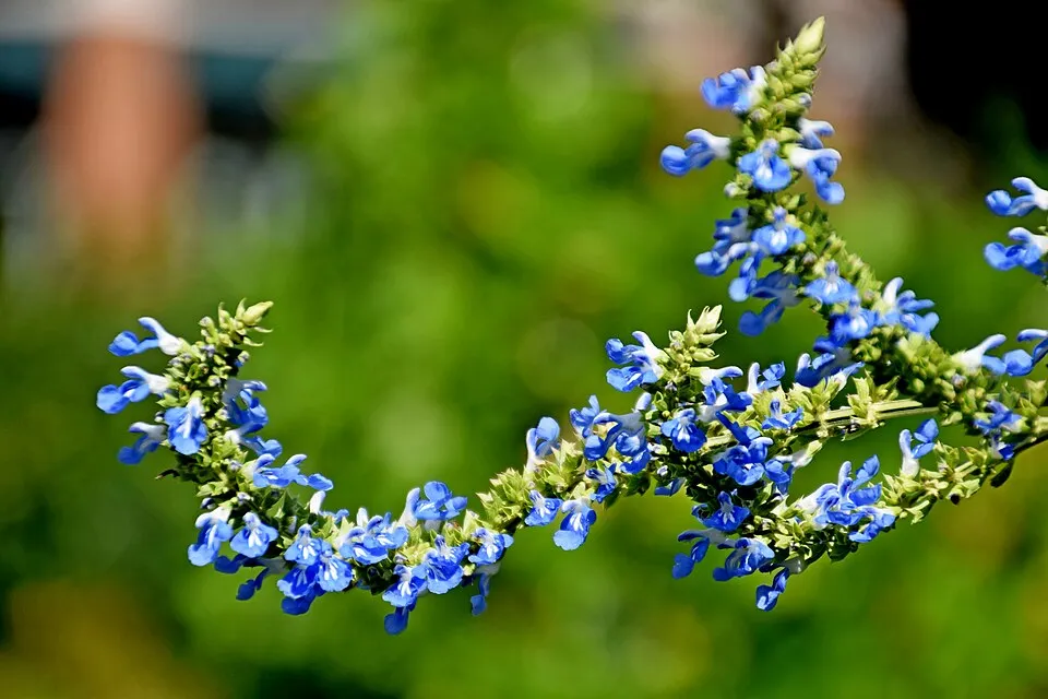 Mocsári zsálya / Salvia uliginosa