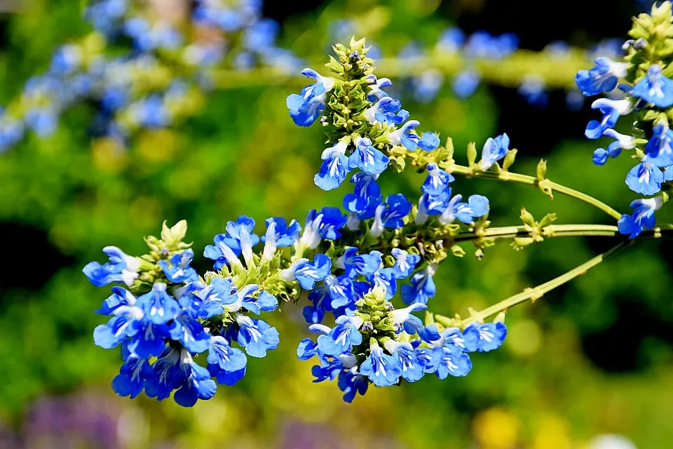 Mocsári zsálya / Salvia uliginosa