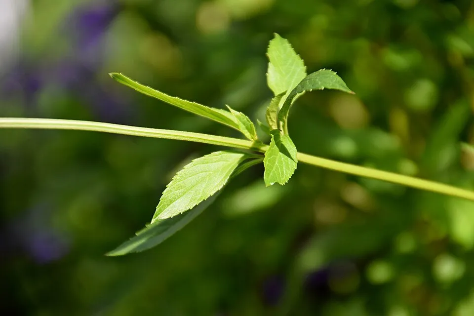 Mocsári zsálya / Salvia uliginosa