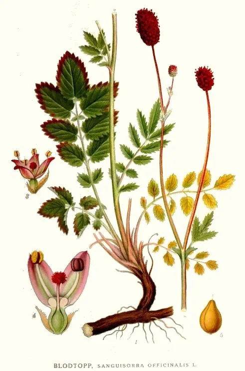 Vérfű / Sanguisorba 'Henk Gerritsen'
