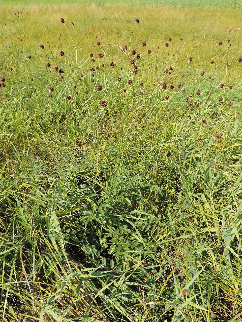 Vérfű / Sanguisorba 'Burr Blanc'