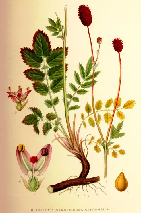 Vérfű / Sanguisorba 'Burr Blanc'