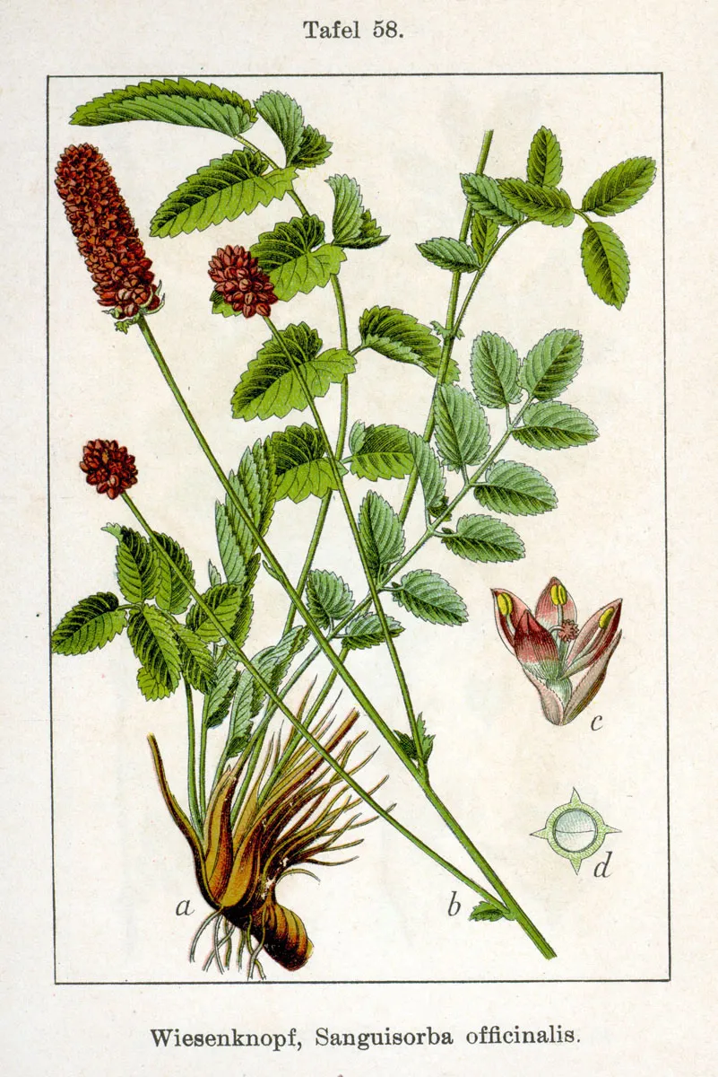 Vérfű / Sanguisorba 'Burr Blanc'