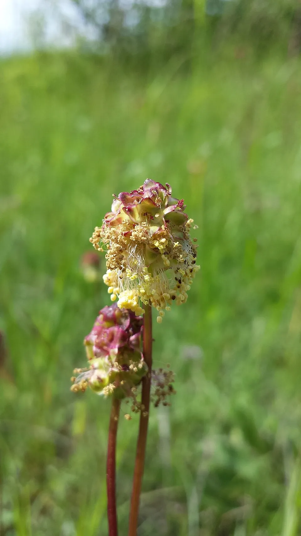 Vérfű / Sanguisorba 'Rock and Roll'