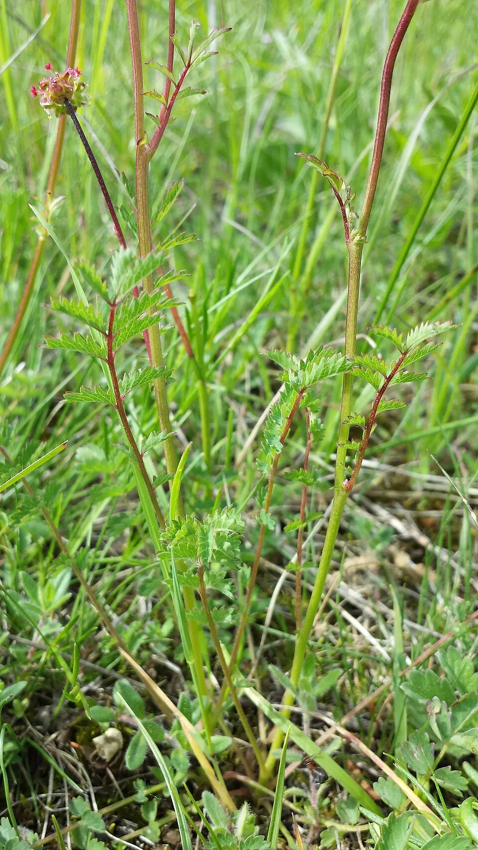 Vérfű / Sanguisorba 'Rock and Roll'