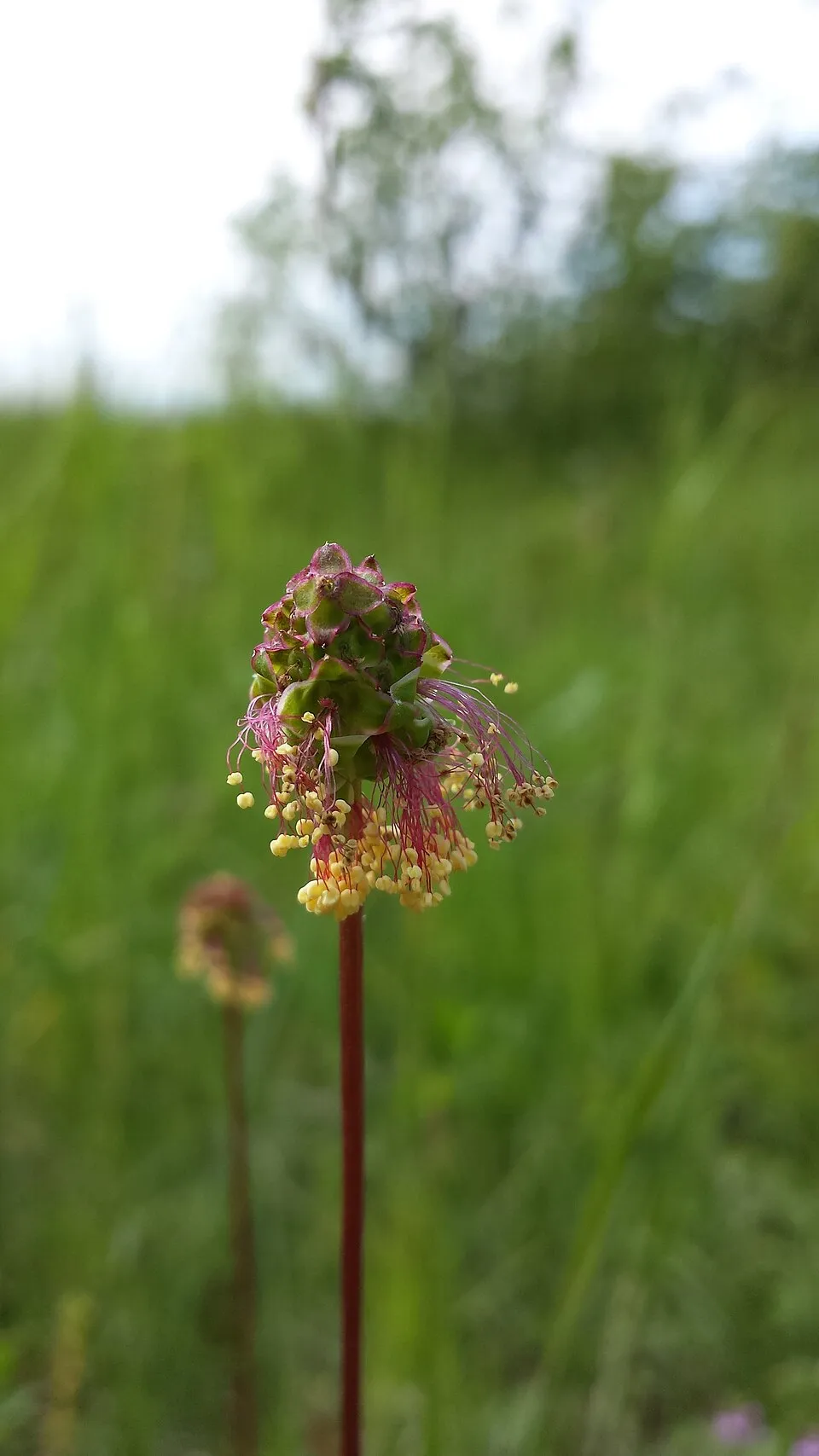 Vérfű / Sanguisorba 'Rock and Roll'