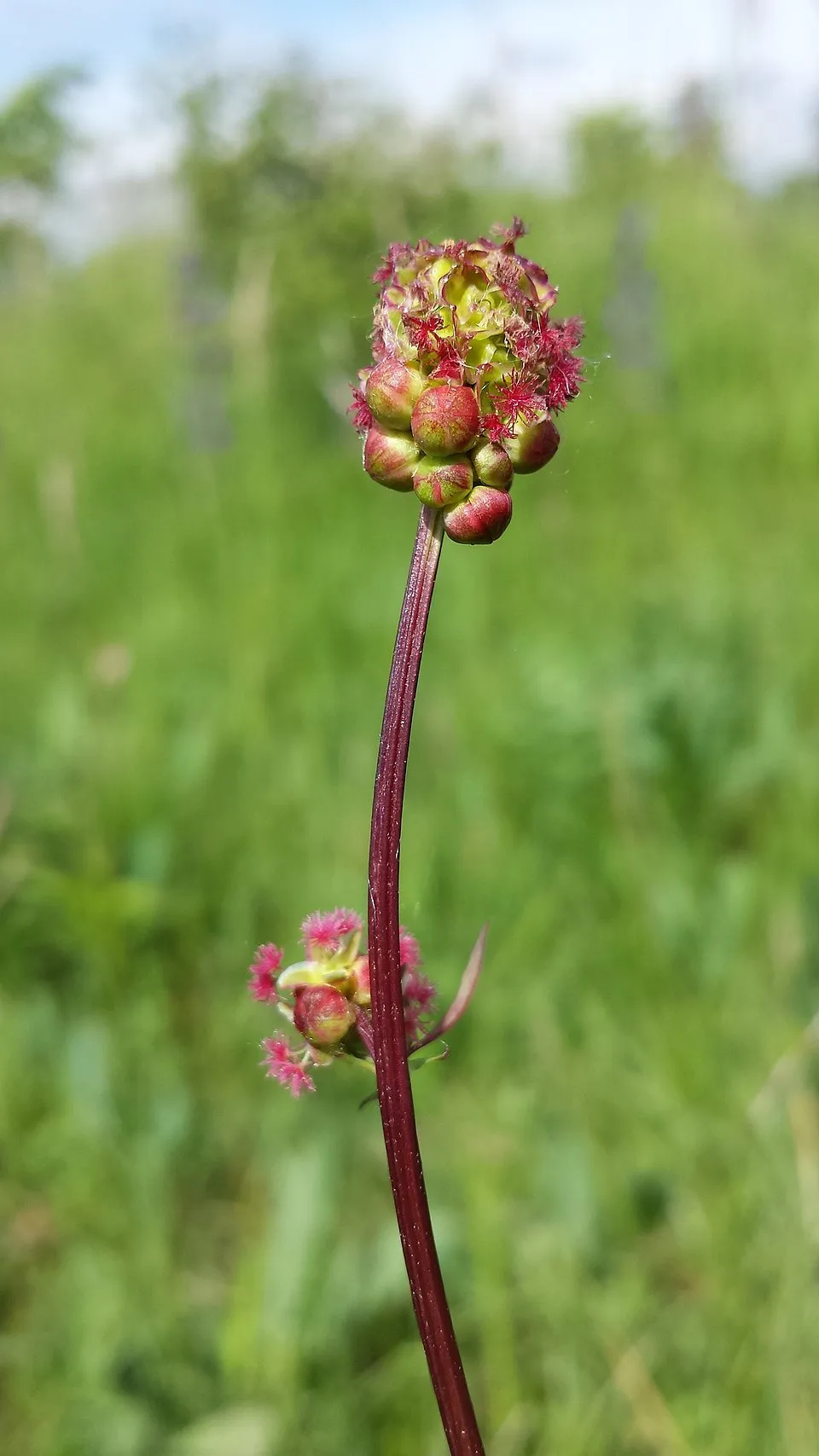Vérfű / Sanguisorba 'Rock and Roll'