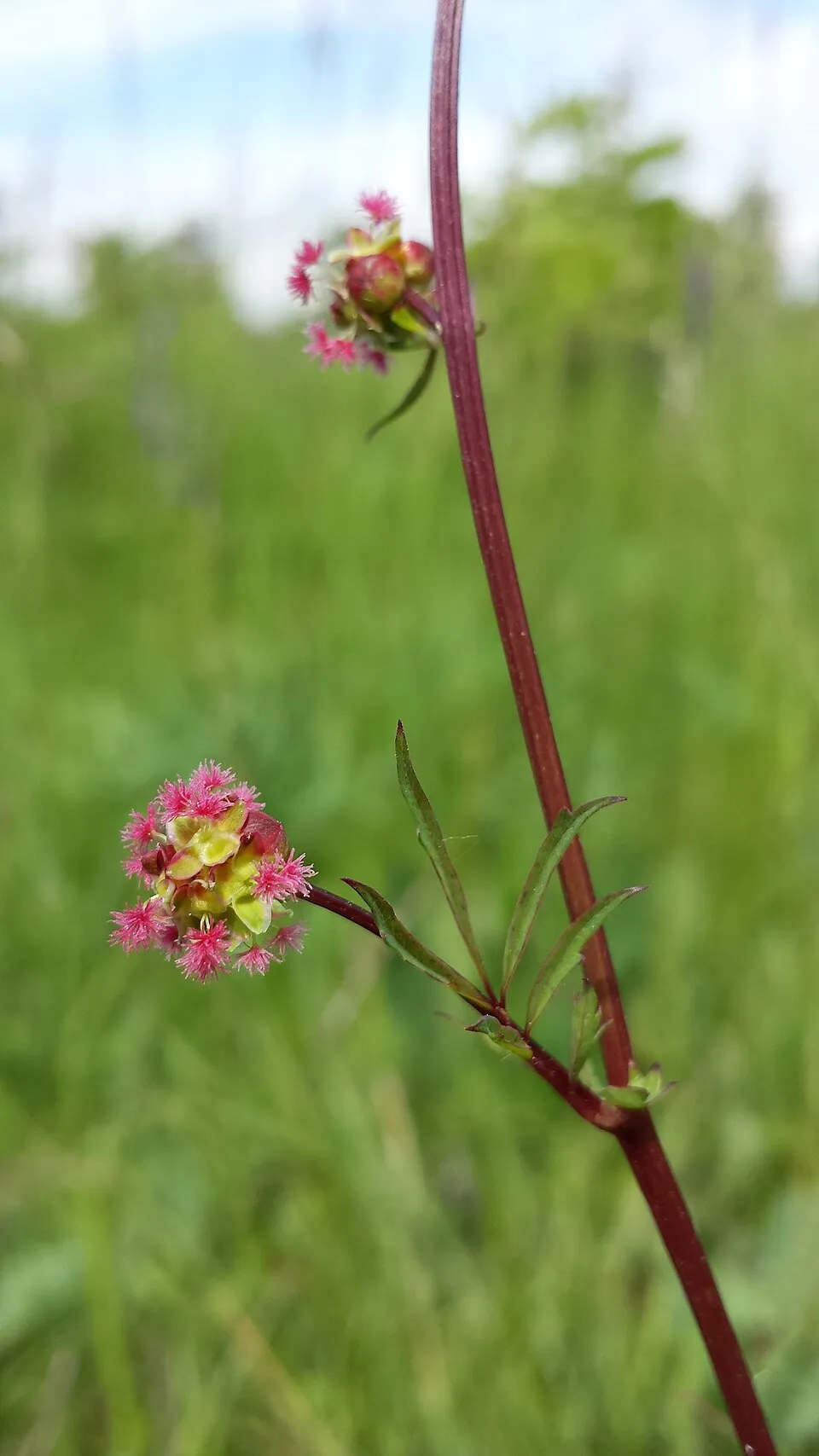 Vérfű / Sanguisorba 'Rock and Roll'