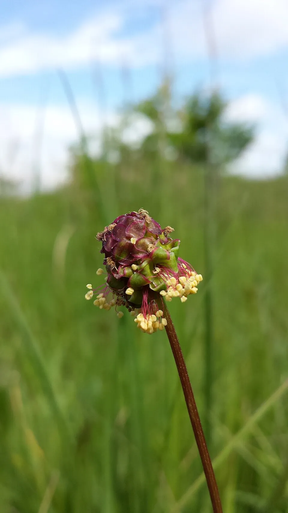 Vérfű / Sanguisorba 'Rock and Roll'