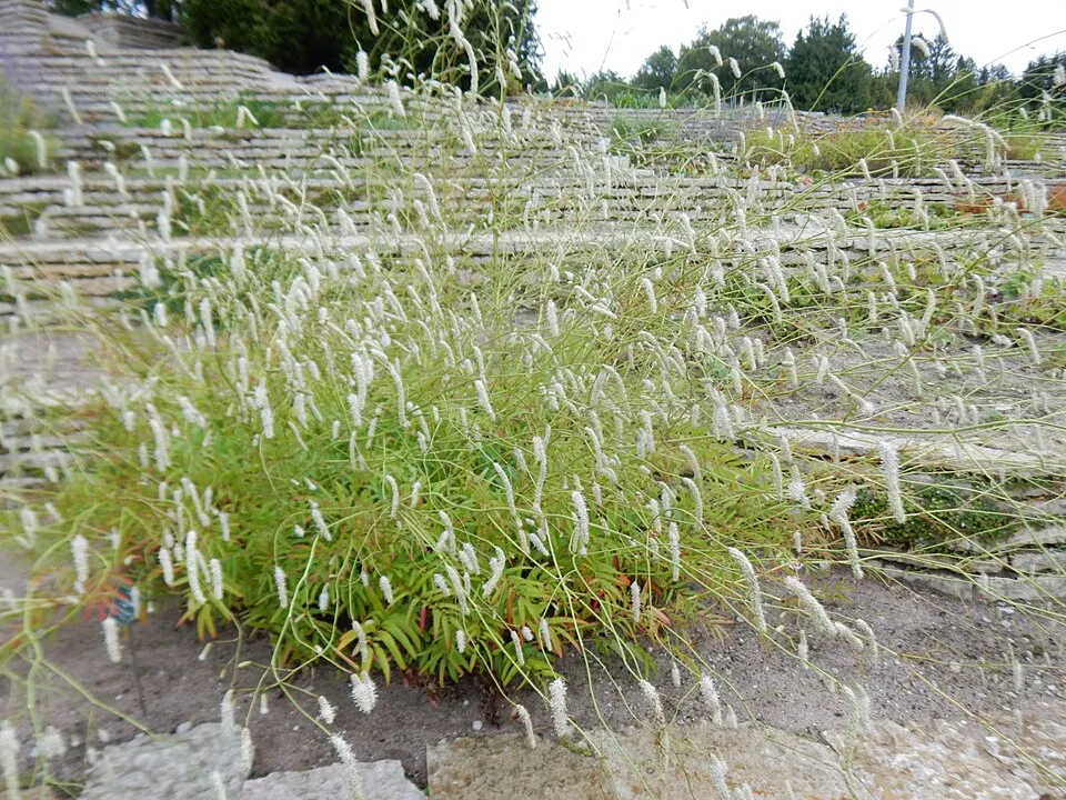 Vérfű / Sanguisorba 'Rock and Roll'