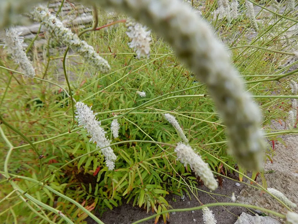 Vérfű / Sanguisorba 'Rock and Roll'