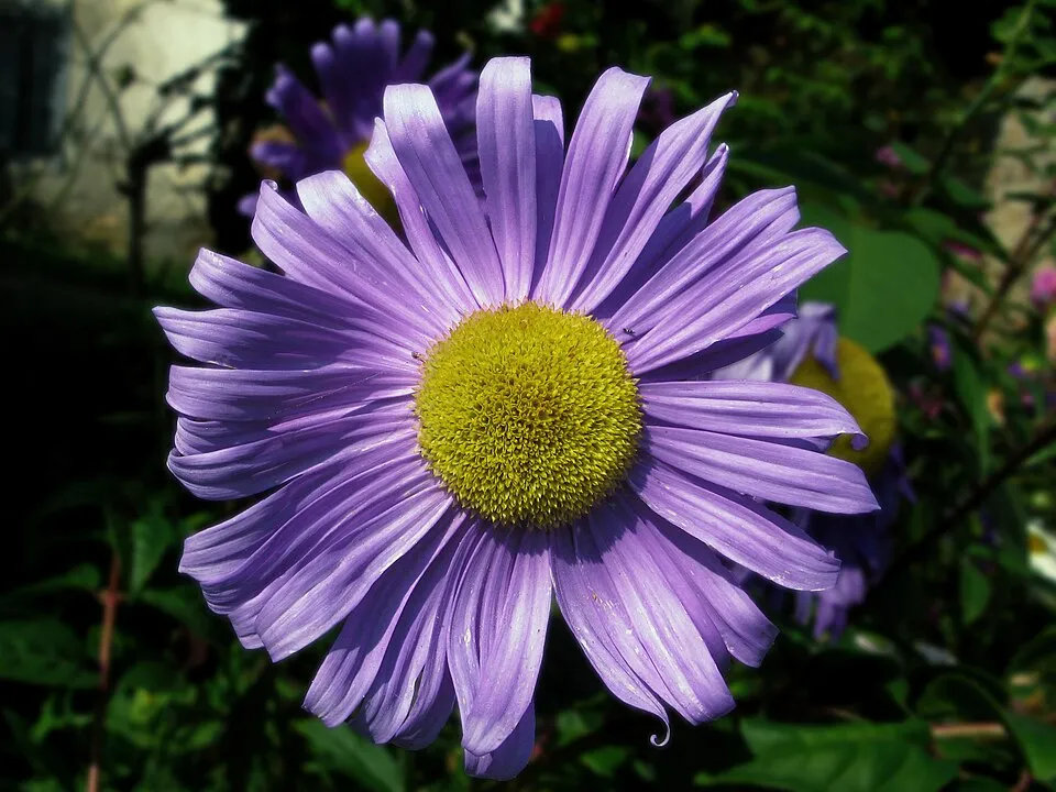 Havasi őszirózsa / Aster alpinus 'Violet'