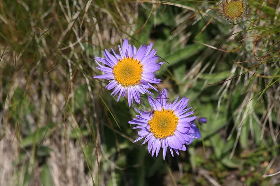 Havasi őszirózsa / Aster alpinus 'Violet'